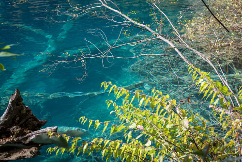 Jiuzhaigou-67.jpg